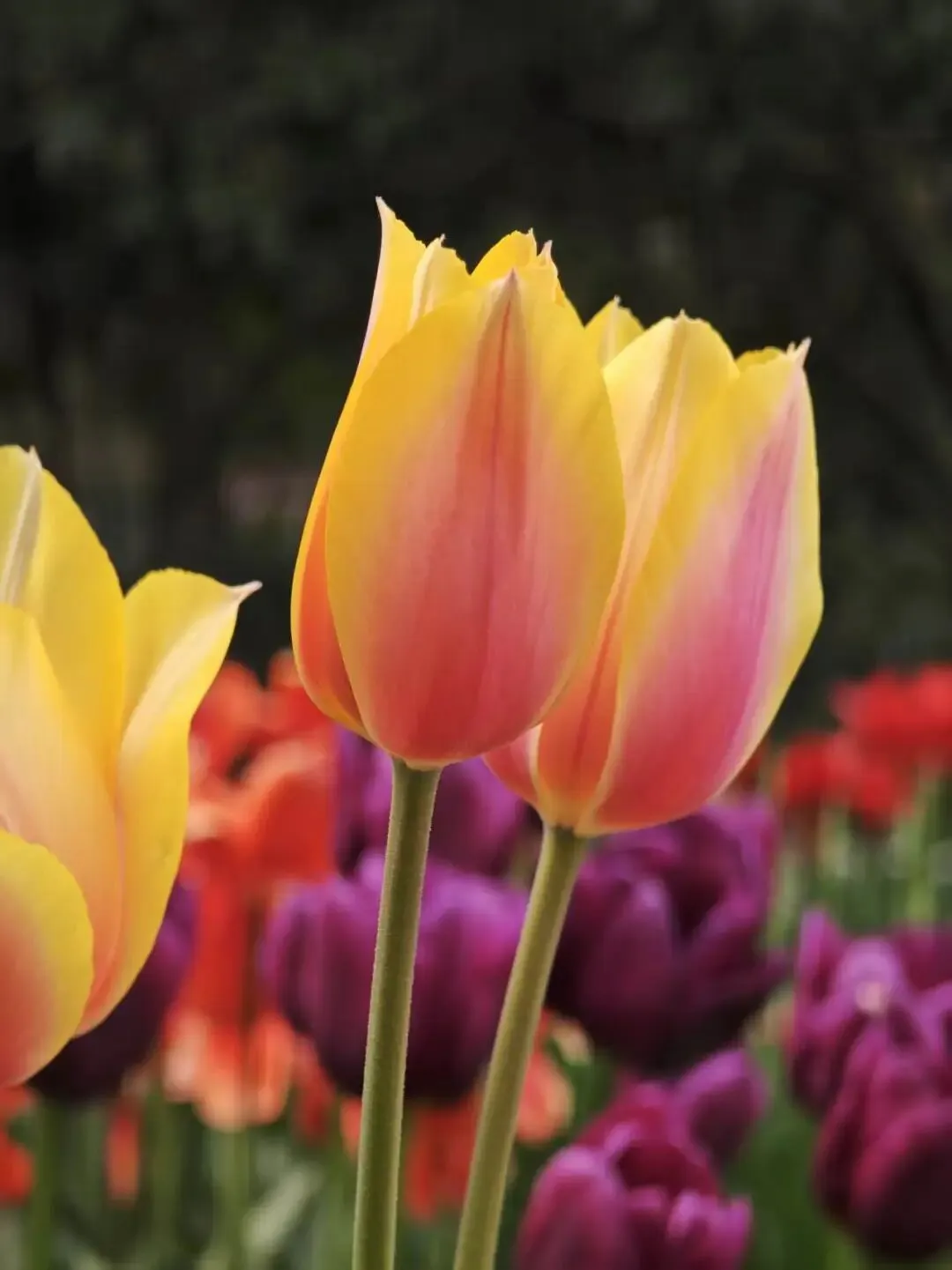 清明去哪里玩?杭州太子湾2026最新旅行攻略+避坑指南