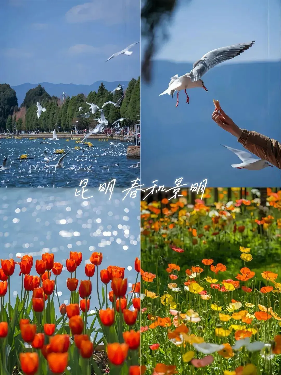 云南深度旅游攻略(7-8天经典版)