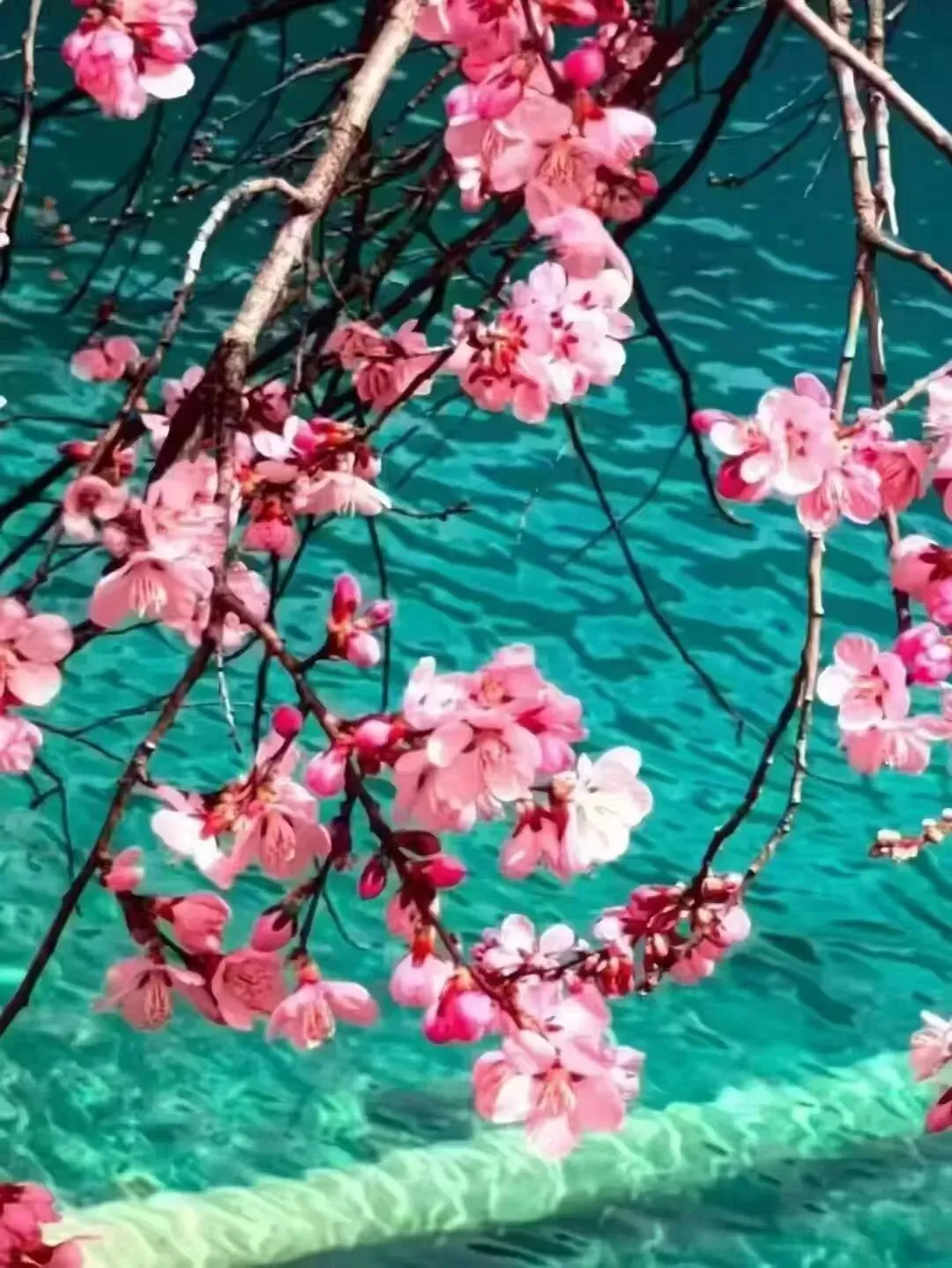 春日去撒野 |丰都出发 | 旅行计划