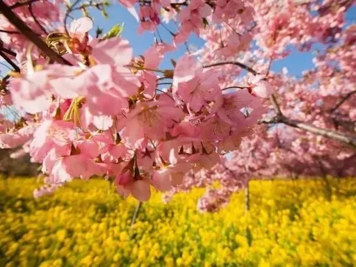 清明踏春豫中行:河南 3 日精华游玩全攻略