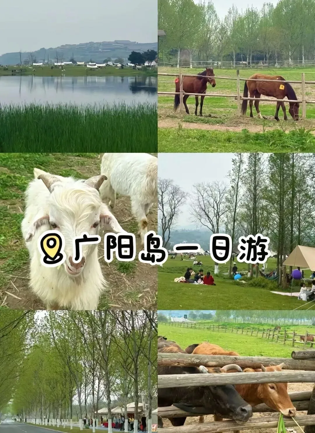 重庆广阳岛旅游攻略(2026最新)