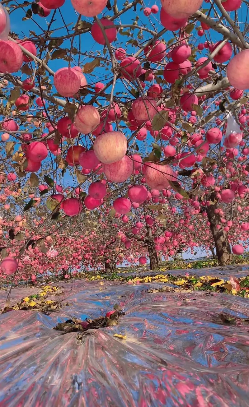 浙江人三刷洛川:苹果之乡景点美食避坑攻略