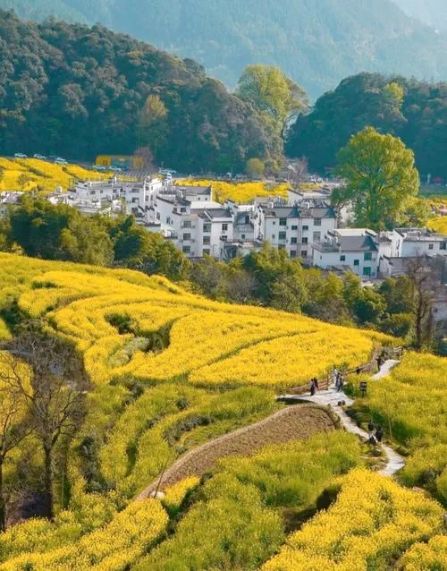 攻略 国内小城,老外扎堆?婺源江岭保姆级旅行指南,一文看懂景区玩法与行程规划