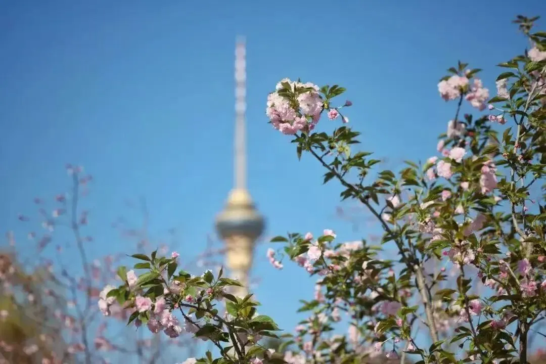 清明将至!最新天气情况、出游指南、赏花攻略来了