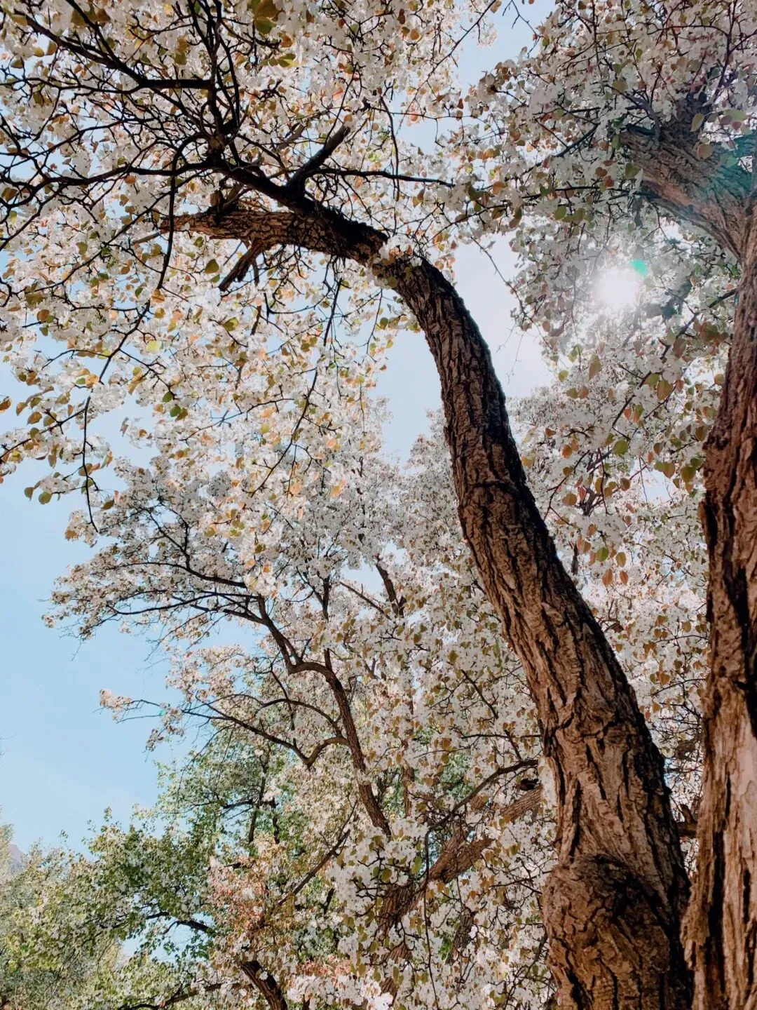 清明旅游攻略|带娃解锁花海、黄河、沙漠星空的春日浪漫