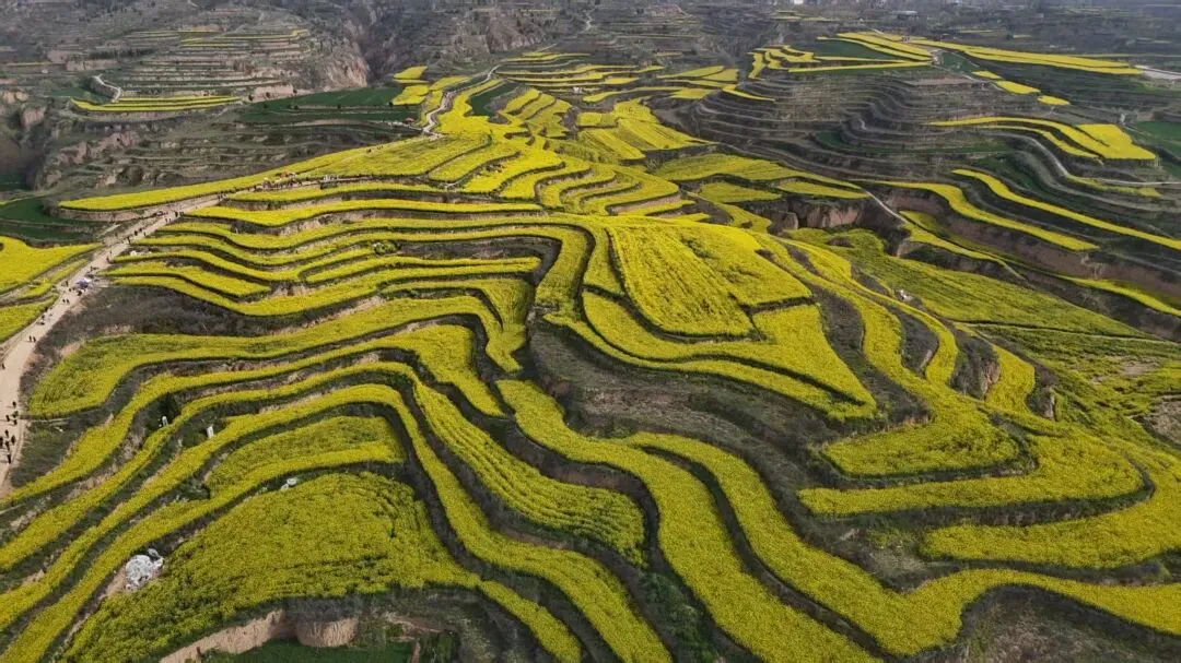 三原8小时极限旅游攻略:既有绝美梯田油菜花,还有600年国保级古建,2000年地下秘境,西北唯一的木塔,三原真心值得好好逛逛