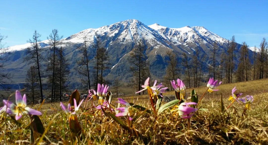 清明假期出游必备!这份喀纳斯游玩攻略让你省心更省力!
