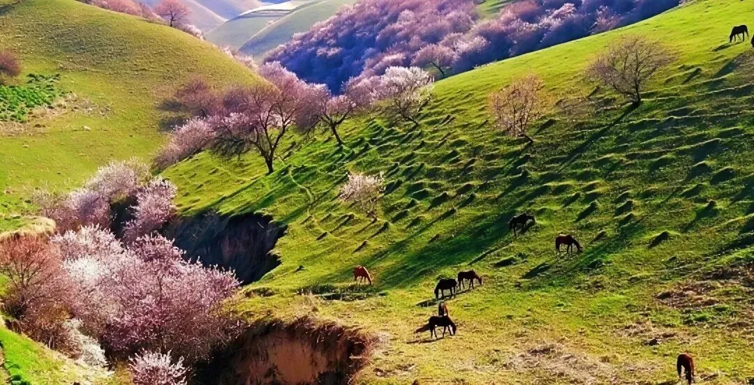 新疆旅游|2026年最新避坑指南:这5个地方,去错时间=白跑一趟!