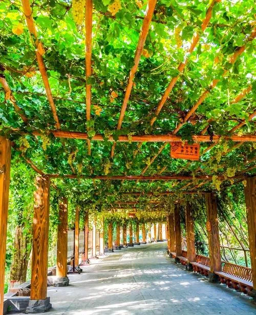 旅游攻略 2026 年葡萄节期间超详细吐鲁番三日游攻略,请收好!