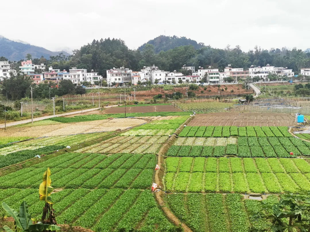 五指山自由行攻略