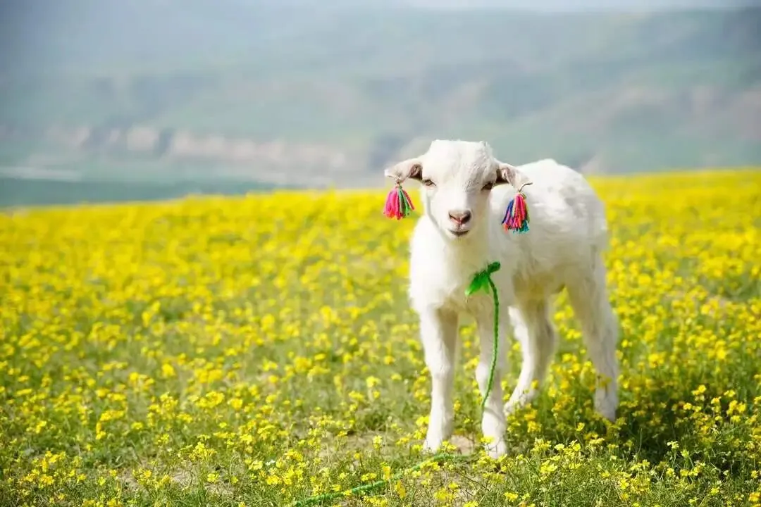 2人6日伊犁小众纯玩路线,避开人群的深度旅行指南