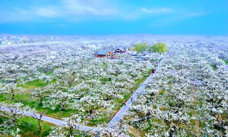 旅游攻略 2026 年梨花节期间超详细砀山三日游攻略,请收好!