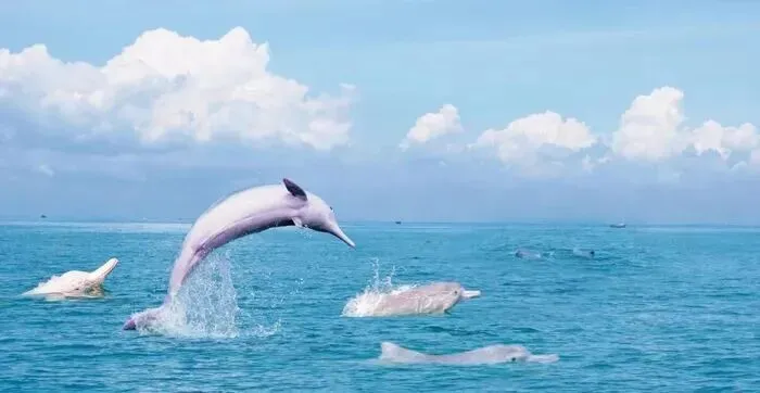 跟着地图玩广西|钦州旅游攻略:这里不只是看白海豚的网红景点中转站