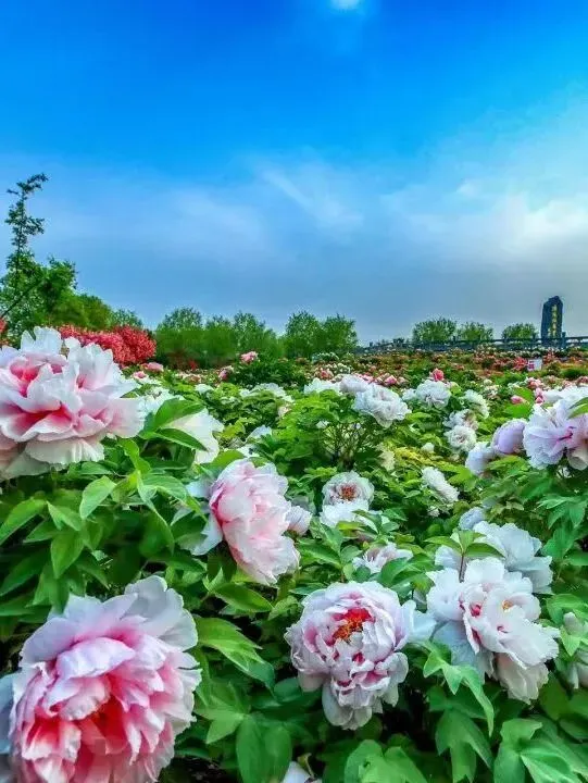 洛阳牡丹观赏园的游玩攻略来了~