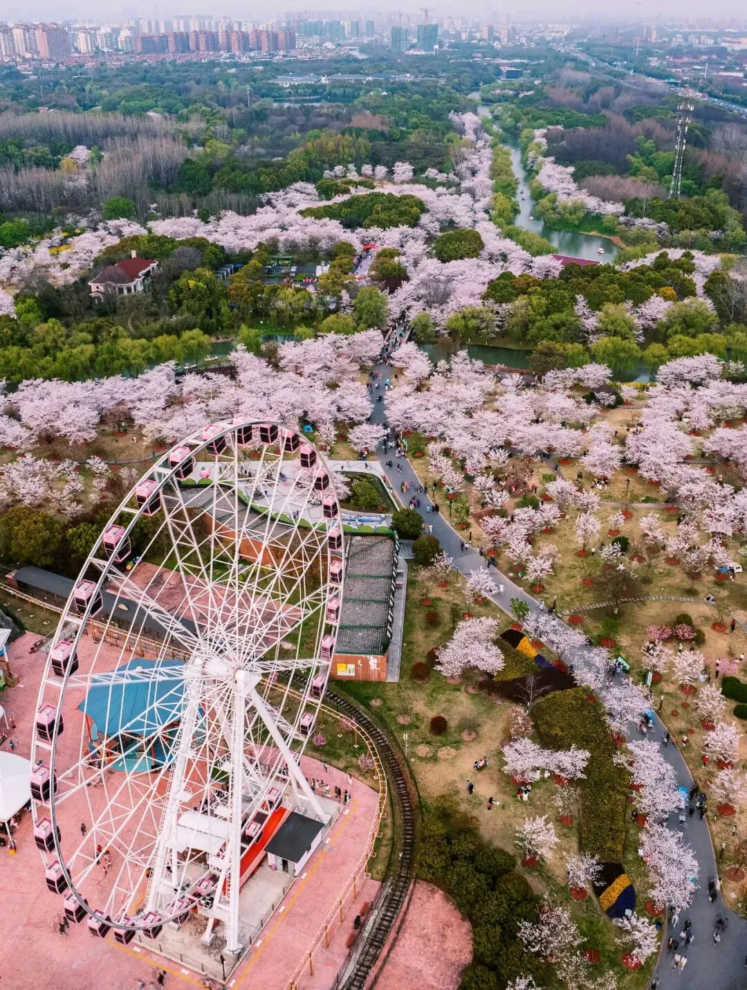 2026清明上海出游攻略|免费+半价景点全汇总,省钱不踩坑!