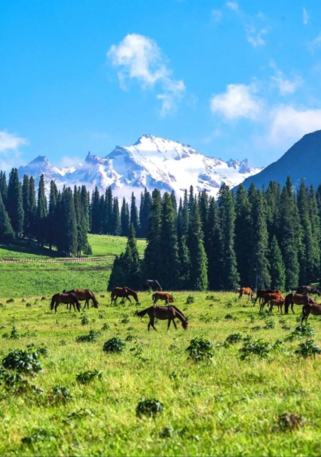 北疆春夏季旅游攻略:4-8 月赏花避暑,自驾纯玩路线全攻略