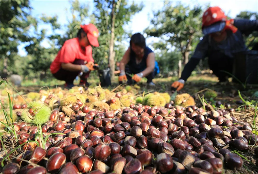 旅游攻略 2026 年板栗节期间超详细迁西三日游攻略,请收好!