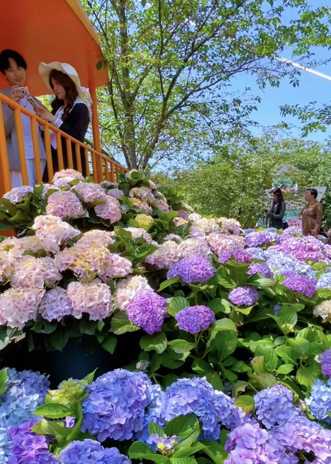 漫花庄园“无尽夏”绣球花海盛花期游玩全攻略