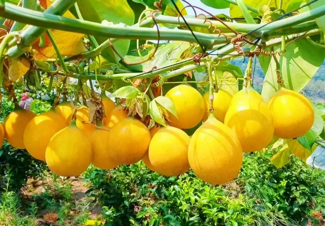 广西&云南热情果采摘旅游攻略