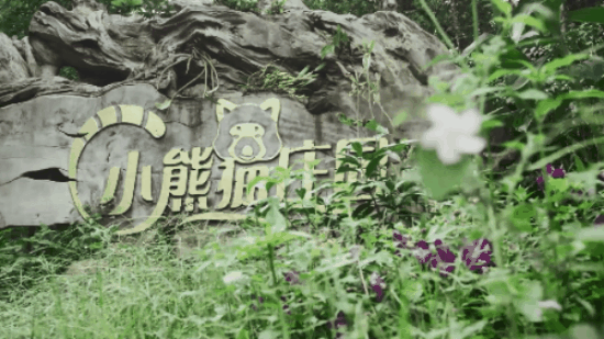 普洱太阳河森林公园游玩攻略,与小熊猫犀牛亲密互动,夜游昆虫,丛林飞跃,雨林徒步,左手咖啡右手茶,住小熊猫庄园酒店