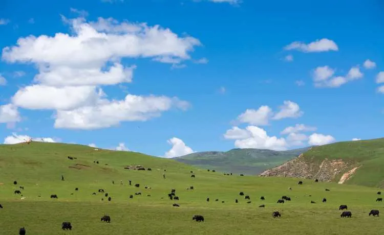 甘南最优自驾路线,暑假必玩
