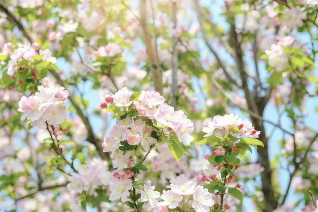 济南顶流!五龙潭樱花最全游玩攻略