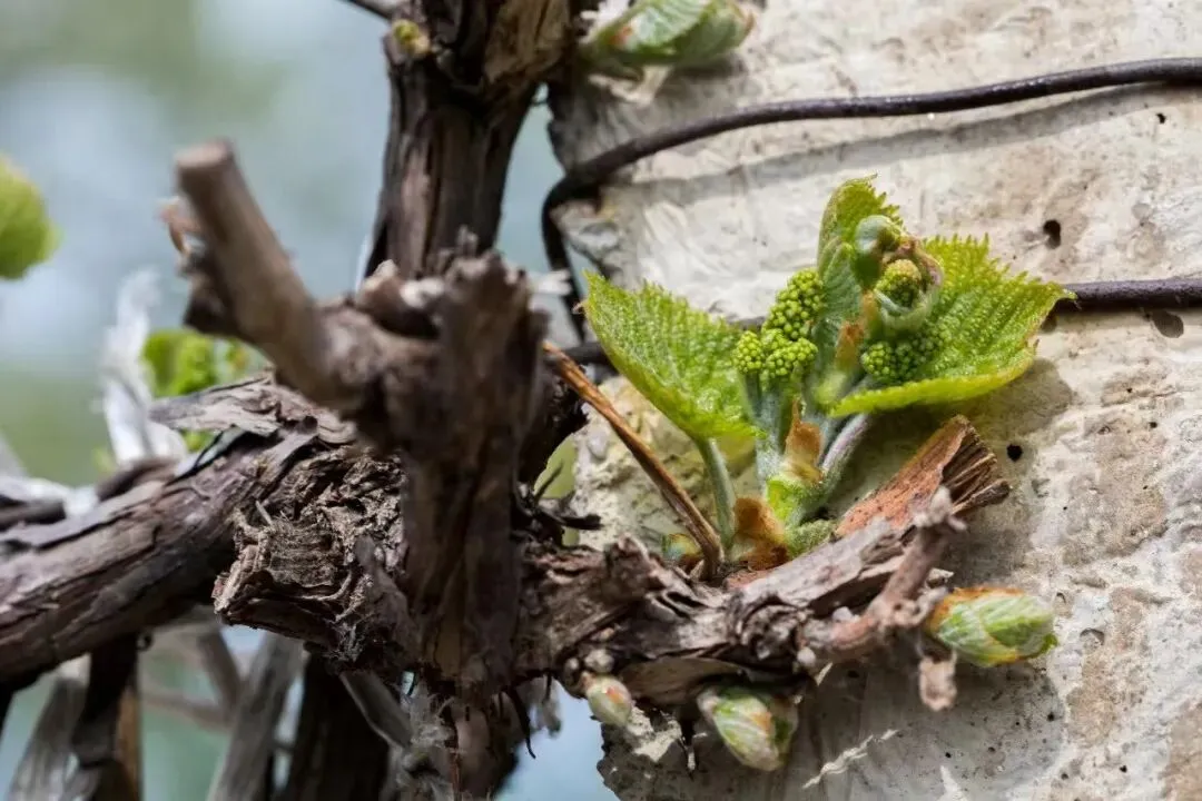 紫言酒庄旅游攻略与冰酒购买全指南