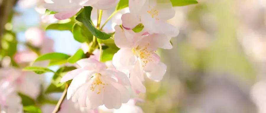 假日出游指南 | 知否知否,正是海棠赏花时!