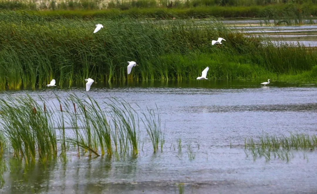 盐城丹顶鹤保护区周边免费景点!五一省钱攻略