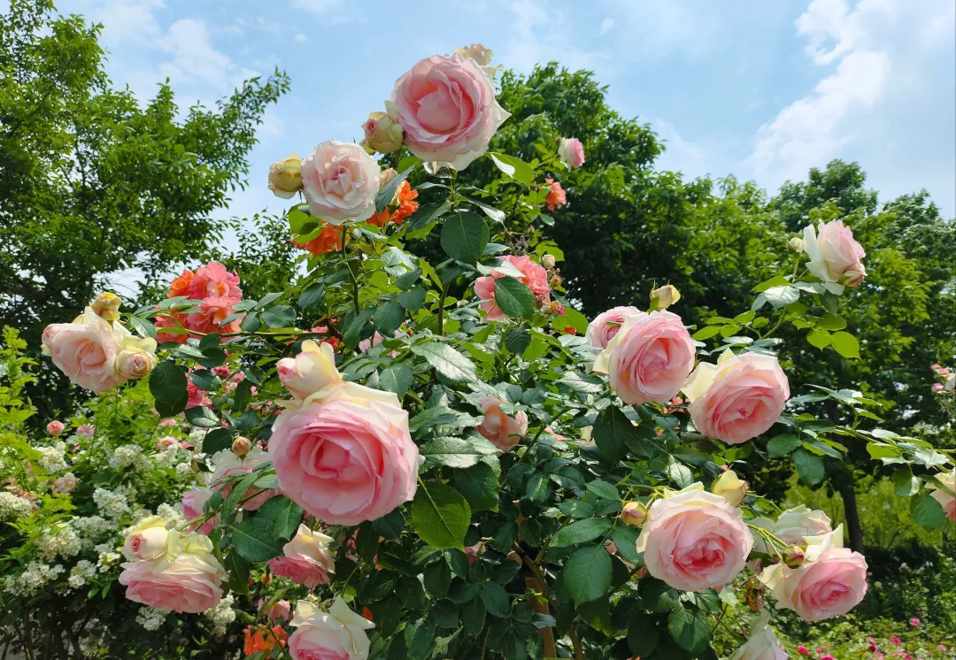 南阳卧龙岗周边免费景点!五一省钱攻略