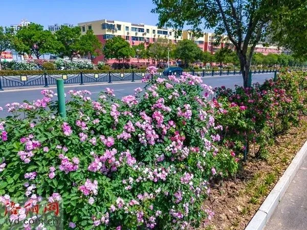 4 月不知道去哪玩?看看这个洛阳旅游攻略|赴牡丹之约,寻神都千年风华