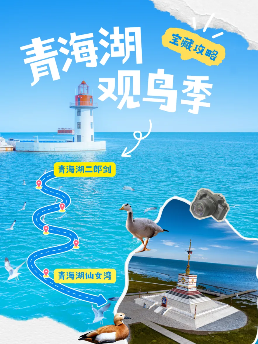 【游玩攻略】跟着《生命树》解锁青海湖|二郎剑*仙女湾观鸟全,赴一场高原飞羽之约