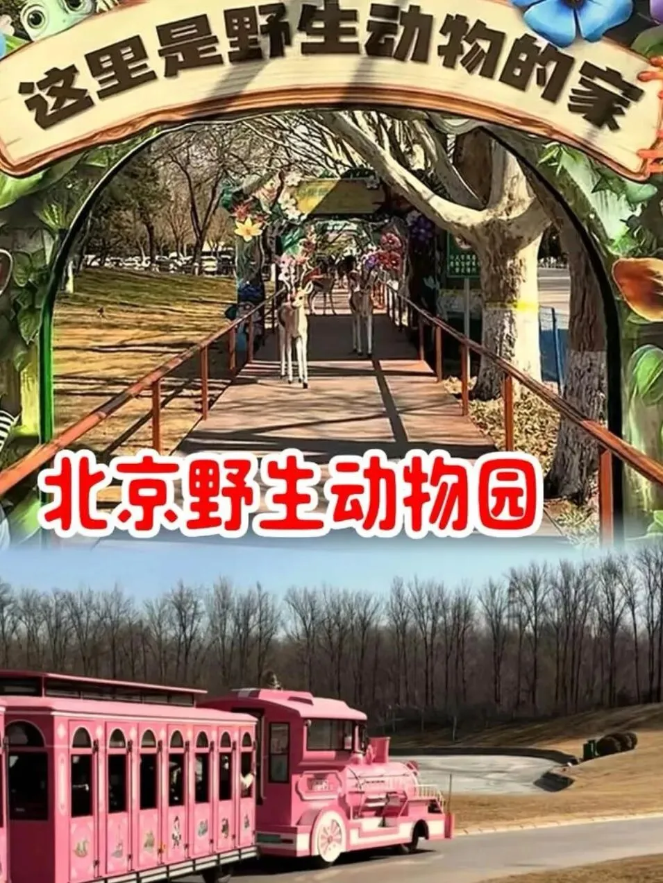 北京野生动物园游玩攻略