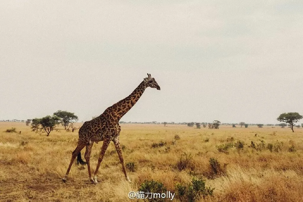 书单| 一份日本文化旅行指南,出发前请带上它