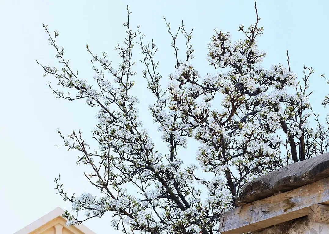 《破产景区登基指南》by 春见柑