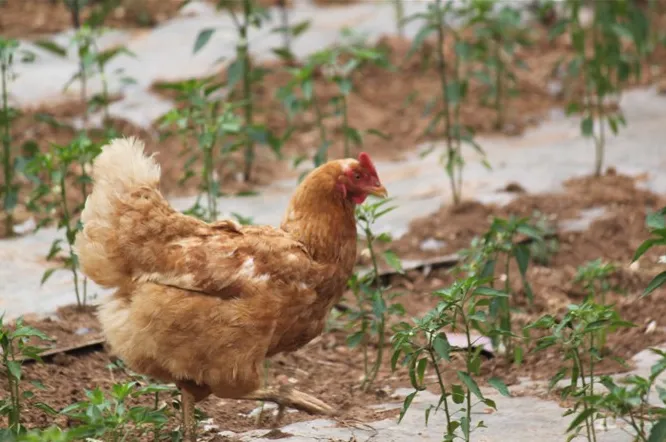 宠物与乡村旅游规划设计的融合路径(含盈利明细+业态+双赢模式)