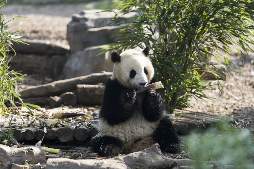 草稿成都旅游攻略 | 天府之国 休闲之都