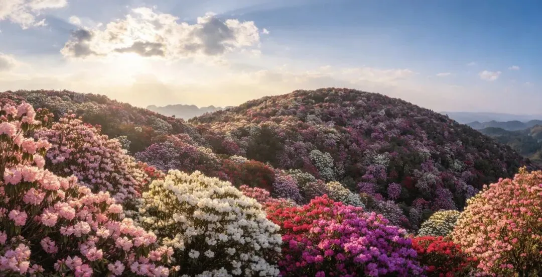【五一去贵州】毕节旅游全攻略|百里杜鹃+织金洞,贵州的颜值担当