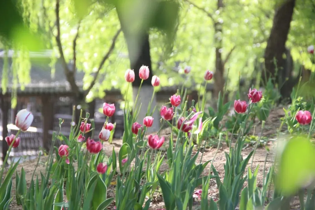 午休1小时出游计划:无需远行,春天就在公司楼下等你!