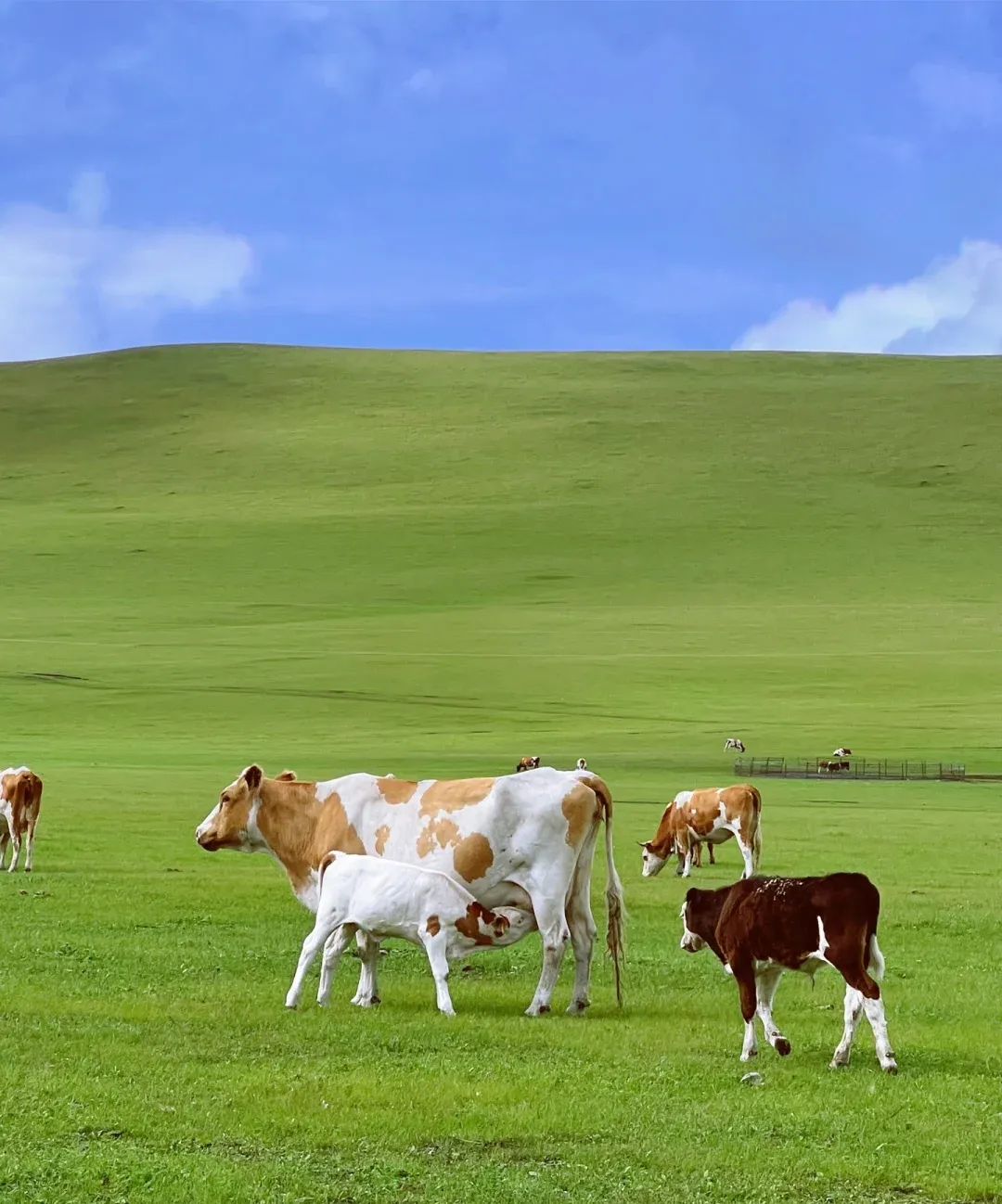 达里诺尔湖周边免费景点!五一省钱攻略