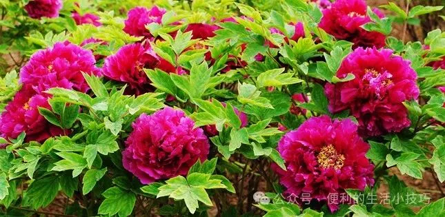 五一假期时间去洛阳旅游,完美攻略~度娘都搜不到这么好的时间规划