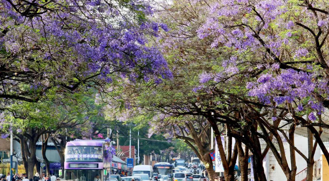 云南旅行避坑攻略|真实游玩心得