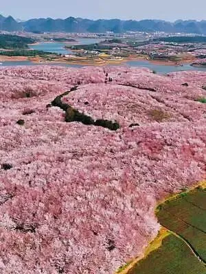 贵州四季旅游攻略!春赏樱、夏避暑、秋观田、冬戏雪,楚天乐伴你四季赴黔