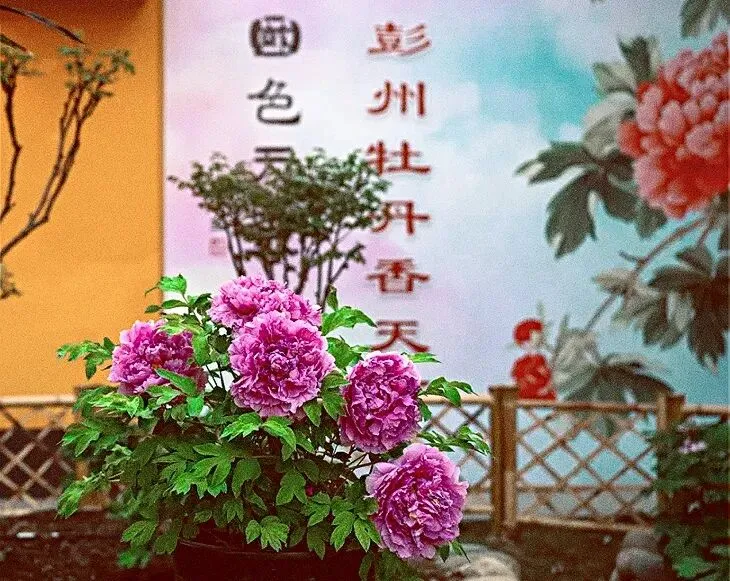 成都彭州乡村旅游攻略