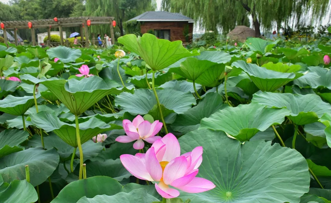 五一假期去前必看!超实用的铁岭旅游攻略