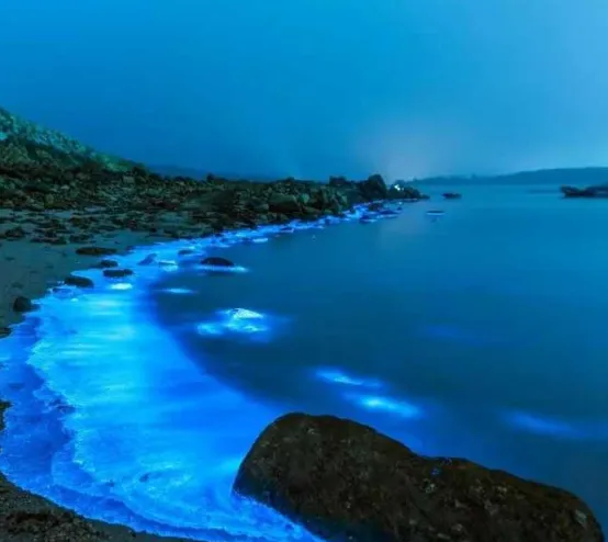 福建平潭2026追蓝眼泪实战攻略,命中率高亲测有效,旅游指南