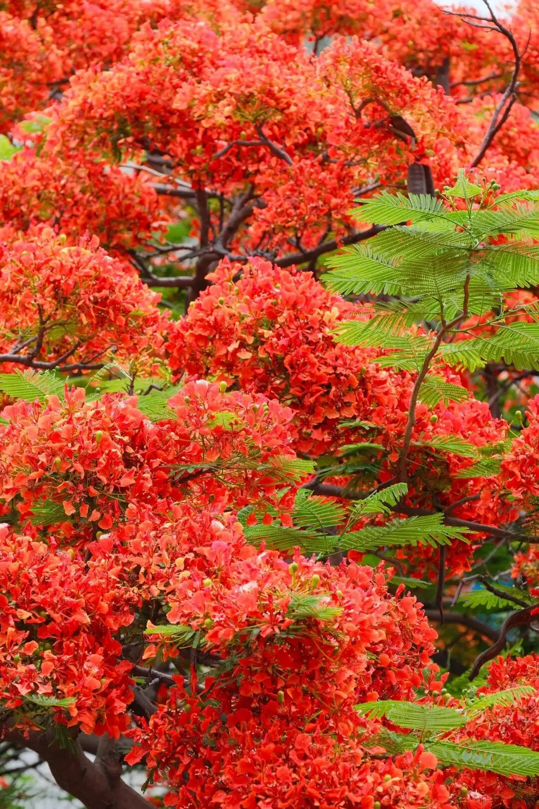 五一反向旅行|攀枝花凤凰花开成海!本地人私藏赏花攻略首次公开