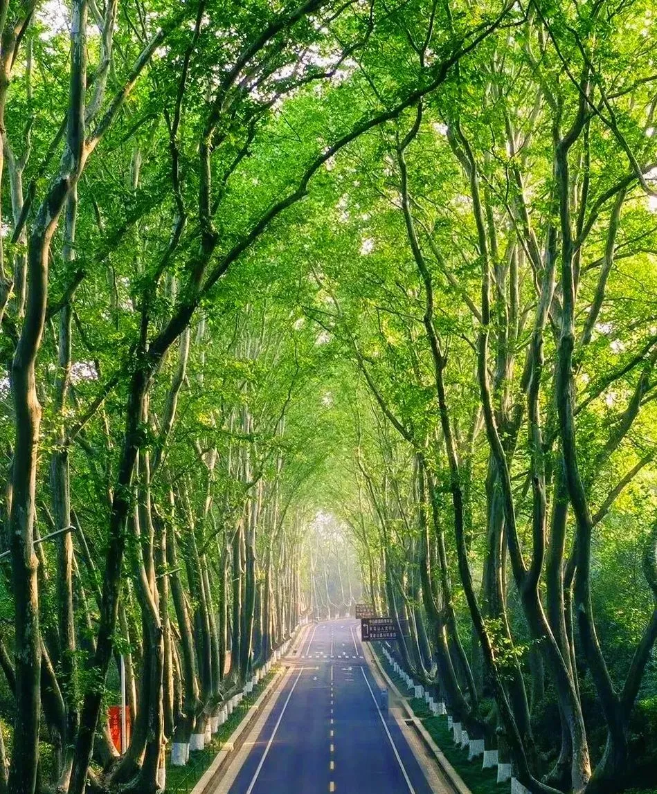 【景点·美食 】 五一南京旅行攻略|赴一场金陵春日之约