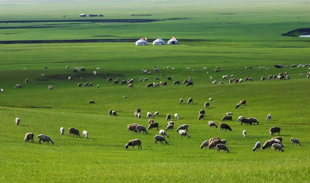 内蒙古呼伦贝尔旅游攻略:一路向北,天地为席,绿野为歌,驰骋呼伦贝尔 ,邂逅中国最美的草原星空.