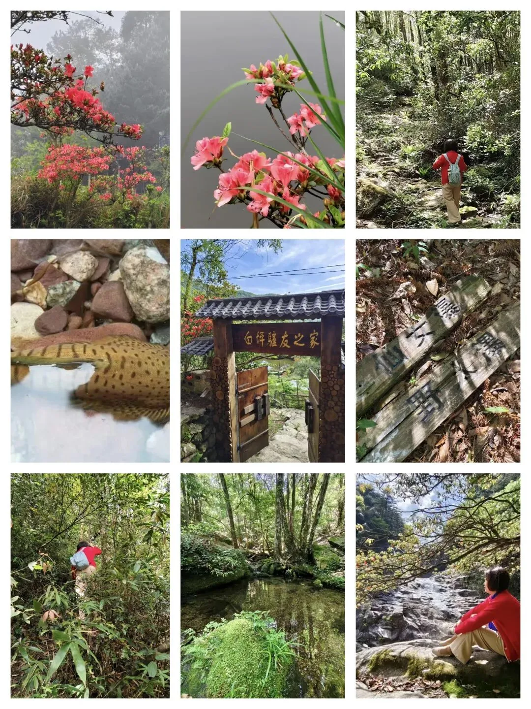 五一旅游最强自驾攻略| 藏在元宝山的秘境村落,杜鹃漫山+神秘的野人谷瀑布,美到窒息